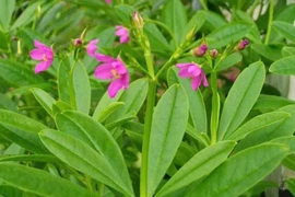 Lợi ích tuyệt vời của rau sâm đất với sức khỏe