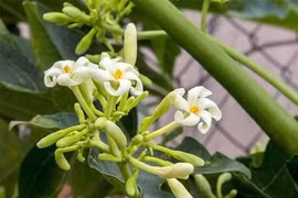 Có nên uống hoa đu đủ đực hàng ngày?