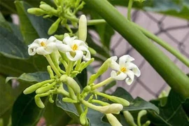 Có nên uống hoa đu đủ đực hàng ngày?