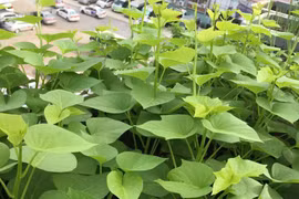 Loại rau được mệnh danh "nữ hoàng" chống ung thư, ngăn ngừa táo bón