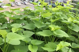 Loại rau được mệnh danh "nữ hoàng" chống ung thư, ngăn ngừa táo bón