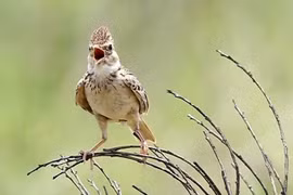 Thú vị loài chim có giọng hót mê hoặc, sắc lông thay đổi theo vùng