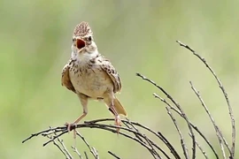 Thú vị loài chim có giọng hót mê hoặc, sắc lông thay đổi theo vùng