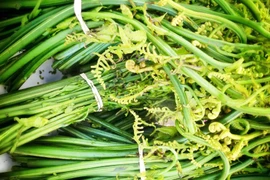 Loại rau dại mọc đầy trong rừng bất ngờ thành đặc sản "đắt như tôm tươi"