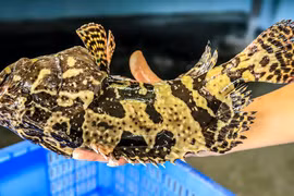 5 loại cá "quen mặt" nhưng có thể chứa hàm lượng thủy ngân cao