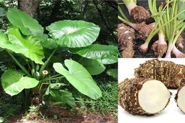 Khó thở, tức ngực... sau khi uống nước củ ráy chữa ung thư