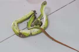 Truyền huyết thanh kháng nọc, cứu nhiều trường hợp bị rắn đuôi đỏ cắn