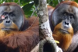 Kinh ngạc đười ươi biết tự đắp thảo dược để chữa lành vết thương hở