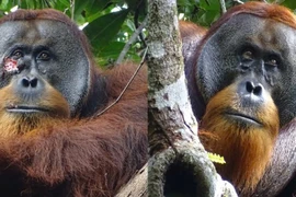 Kinh ngạc đười ươi biết tự đắp thảo dược để chữa lành vết thương hở