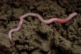 Vì sao giun đất bị đứt đoạn lại "tái sinh" được?