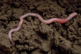 Vì sao giun đất bị đứt đoạn lại "tái sinh" được?