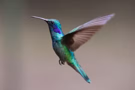 Thú vị loài chim nhỏ xíu có khả năng bay lùi, thích ăn mật hoa