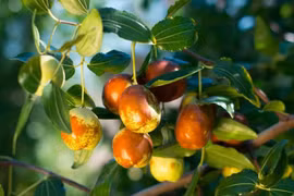 Loại quả giòn ngọt, được ví "đại bổ" trong Đông y giúp bổ khí, dưỡng gan