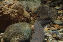 Loại cá được ví "hóa thạch sống", có thể bị đuối nước nếu không lên cạn