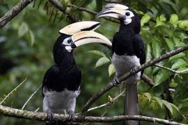 Loài chim có mỏ sừng độc đáo, "nói không với.... ngoại tình"