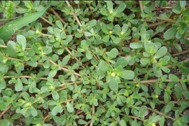 Loại rau cực giàu vitamin C, "trồng lung tung" vẫn tốt ầm ầm