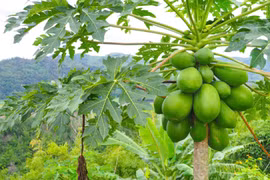 Tưởng chừng thứ bỏ đi nhưng lá đu đủ chứa vô vàn lợi ích sức khỏe