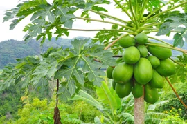 Tưởng chừng thứ bỏ đi nhưng lá đu đủ chứa vô vàn lợi ích sức khỏe