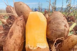 Loại củ được ví như "nhân sâm bình dân" giúp cải thiện hệ tiêu hóa