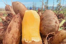 Loại củ được ví như "nhân sâm bình dân" giúp cải thiện hệ tiêu hóa