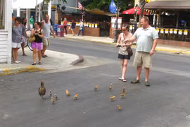 Khám phá Kauai nơi cư trú của hàng nghìn con gà rừng