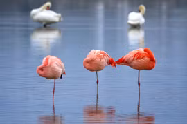 Loài chim thích đứng một chân, xinh đẹp tuyệt mỹ nhưng cực kỳ thủy chung