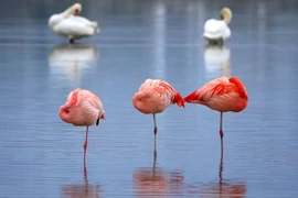 Loài chim thích đứng một chân, xinh đẹp tuyệt mỹ nhưng cực kỳ thủy chung