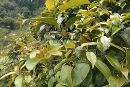 Loại lá dại có vị chua chua, thanh mát giúp tiêu viêm, giải nhiệt