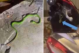 Tưởng rắn lục đuôi đỏ là lá cây, nam sinh 15 tuổi bị cắn nguy kịch