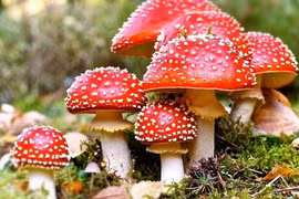 Ăn nấm lạ hái trên rẫy, 6 người phải nhập viện cấp cứu