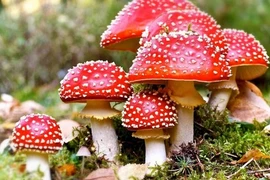 Ăn nấm lạ hái trên rẫy, 6 người phải nhập viện cấp cứu