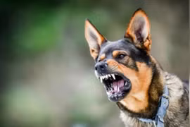 Bé trai 11 tuổi tử vong sau 2 tháng bị chó dại cắn