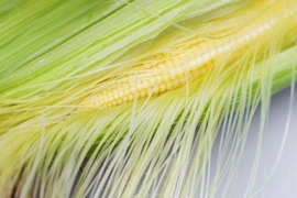 "Tinh hoa" của bắp ngô người Việt thường tiện tay ném bỏ