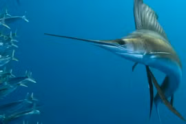 Loài cá được mệnh danh "Vua tốc độ dưới đáy biển"