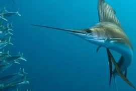 Loài cá được mệnh danh "Vua tốc độ dưới đáy biển"