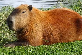 Loài chuột được mệnh danh "cái ghế biết đi" thích "giao du" với loài ăn thịt