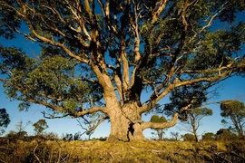 Loài cây kỳ lạ có thể hút vàng lên lá, xuất hiện nhiều ở Việt Nam