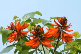 6 công dụng tuyệt vời của cây vông nem đối với sức khỏe