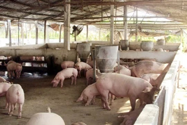 Vi phạm về môi trường, ba trang trại heo ở Quảng Bình bị xử phạt