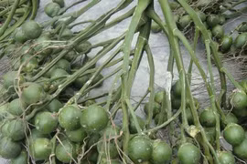 Loại quả được ví như "cây vàng", nhiều lợi ích sức khoẻ tuyệt vời