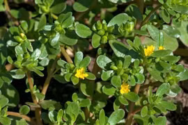 Loại rau dại mọc đầy ruộng vườn, bất ngờ thành đặc sản 'hút khách'