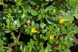 Loại rau dại mọc đầy ruộng vườn, bất ngờ thành đặc sản 'hút khách'