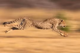 Vì sao báo săn thành mãnh thú nhanh nhất trên cạn?