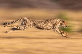 Vì sao báo săn thành mãnh thú nhanh nhất trên cạn?