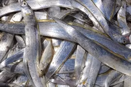 Loại cá được ví như "kho báu" chống vi khuẩn, cực giàu selen