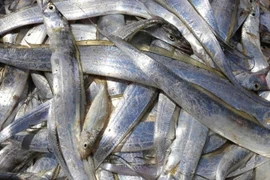 Loại cá được ví như "kho báu" chống vi khuẩn, cực giàu selen