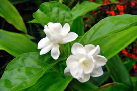 Lợi ích bất ngờ của trà hoa nhài đối với sức khỏe