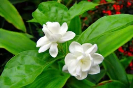 Lợi ích bất ngờ của trà hoa nhài đối với sức khỏe