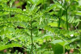 Loài cây mọc hoang khắp nơi không ngờ có công dụng tốt cho sức khoẻ