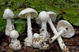 Hai em nhỏ tử vong nghi do ăn phải nấm độc